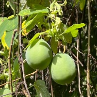 Passiflora subpeltata Ortega